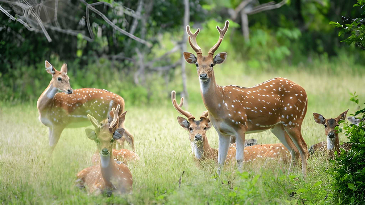 යාල ජාතික වනෝද්‍යානය (5 වන කොටස) සදාචාරාත්මක සෆාරි