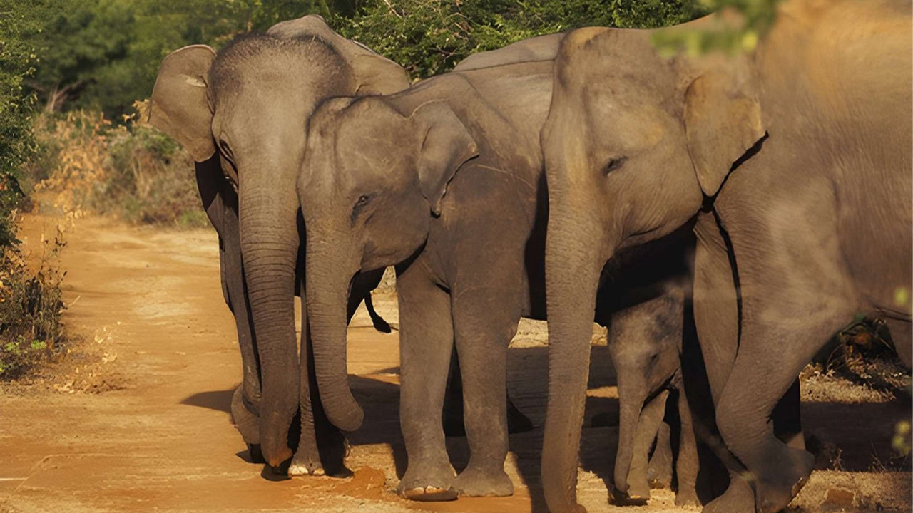 උඩවලව ජාතික වනෝද්‍යානය - ස්වභාව විද්‍යාඥයින් සමඟ පුද්ගලික සෆාරියක්