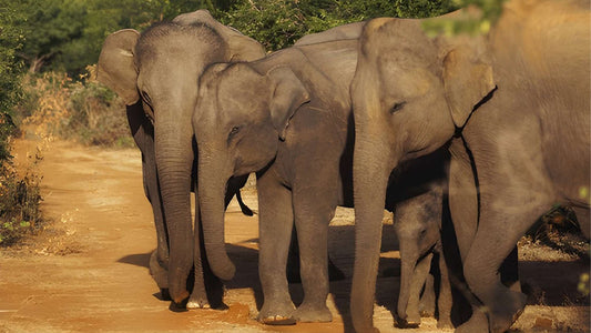 උඩවලව ජාතික වනෝද්‍යානය - ස්වභාව විද්‍යාඥයින් සමඟ පුද්ගලික සෆාරියක්