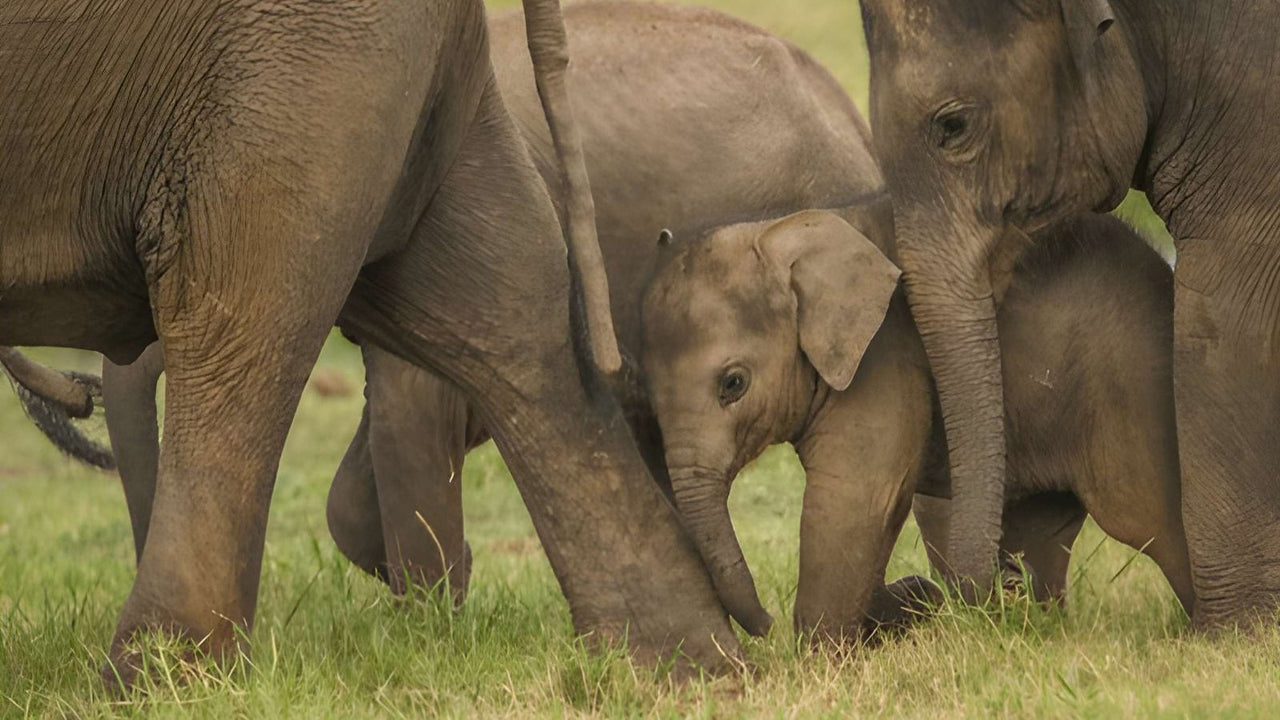 උඩවලව ජාතික වනෝද්‍යානය - ස්වභාව විද්‍යාඥයින් සමඟ පුද්ගලික සෆාරියක්