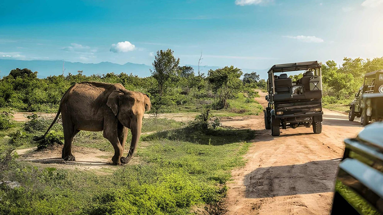 උඩවලව ජාතික වනෝද්‍යානය - ස්වභාව විද්‍යාඥයින් සමඟ පුද්ගලික සෆාරියක්