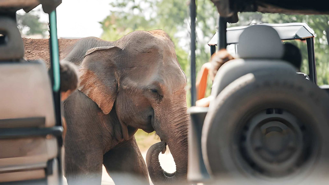 උඩවලව ජාතික වනෝද්‍යානය - ස්වභාව විද්‍යාඥයින් සමඟ පුද්ගලික සෆාරියක්
