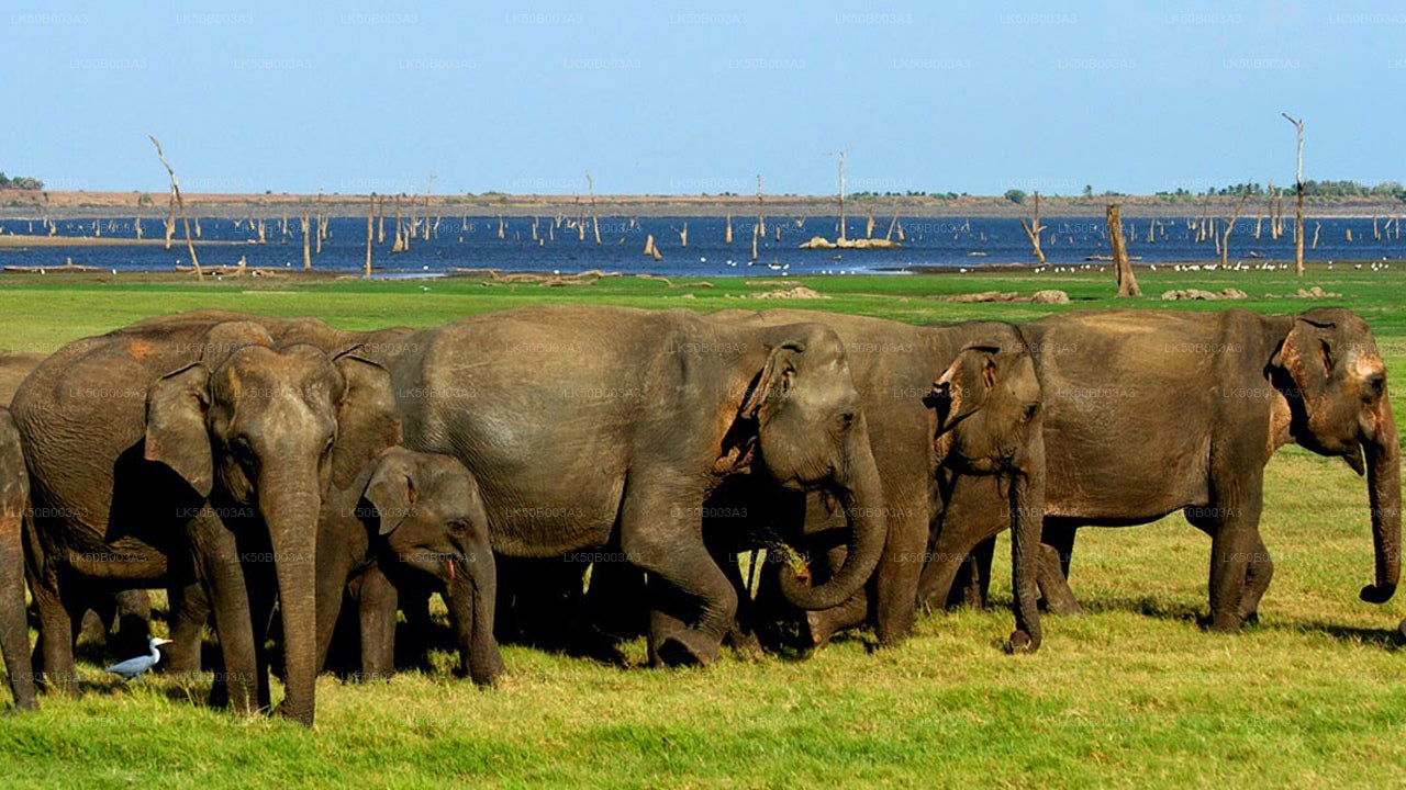 මින්නේරිය ජාතික වනෝද්‍යානය පුද්ගලික සෆාරි