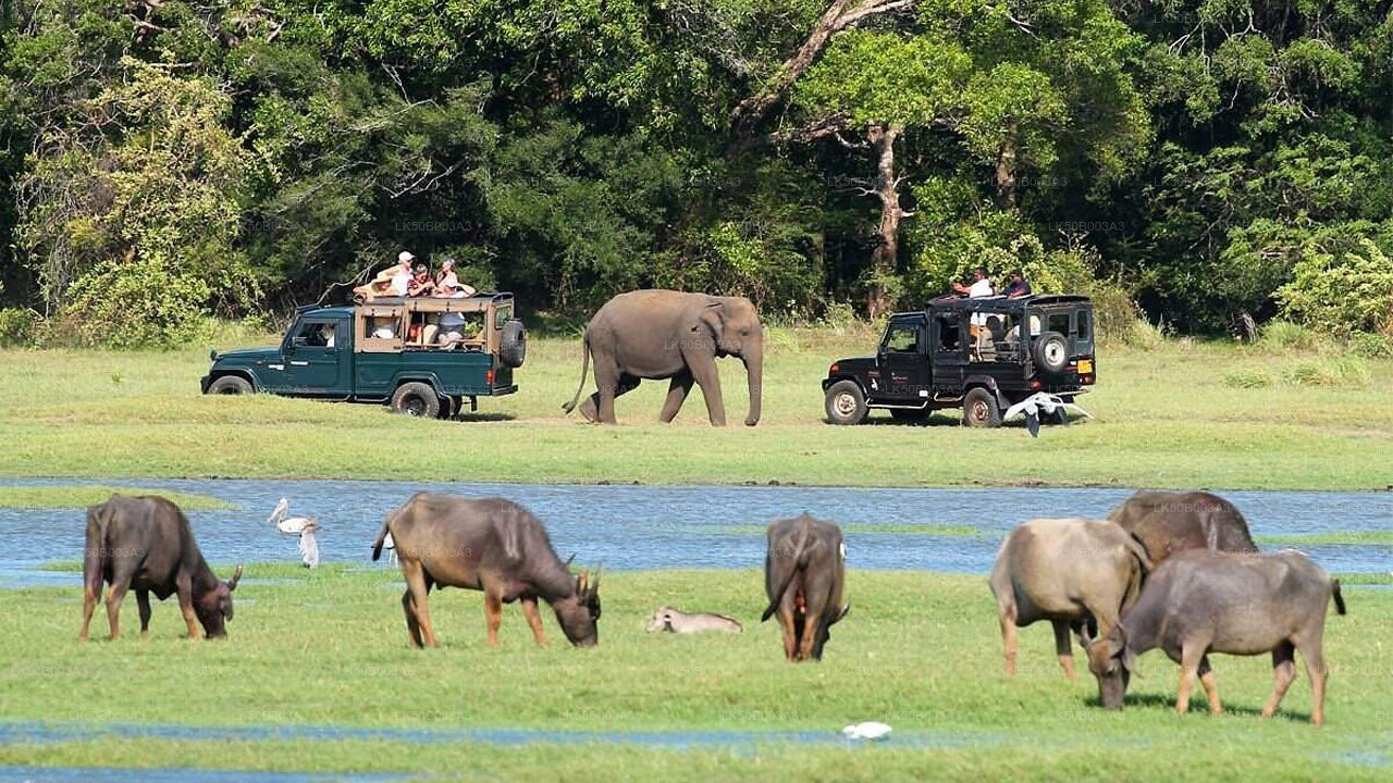 මින්නේරිය ජාතික වනෝද්‍යානය පුද්ගලික සෆාරි