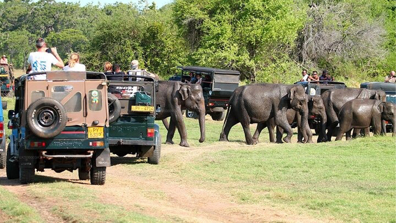 මින්නේරිය ජාතික වනෝද්‍යානය පුද්ගලික සෆාරි