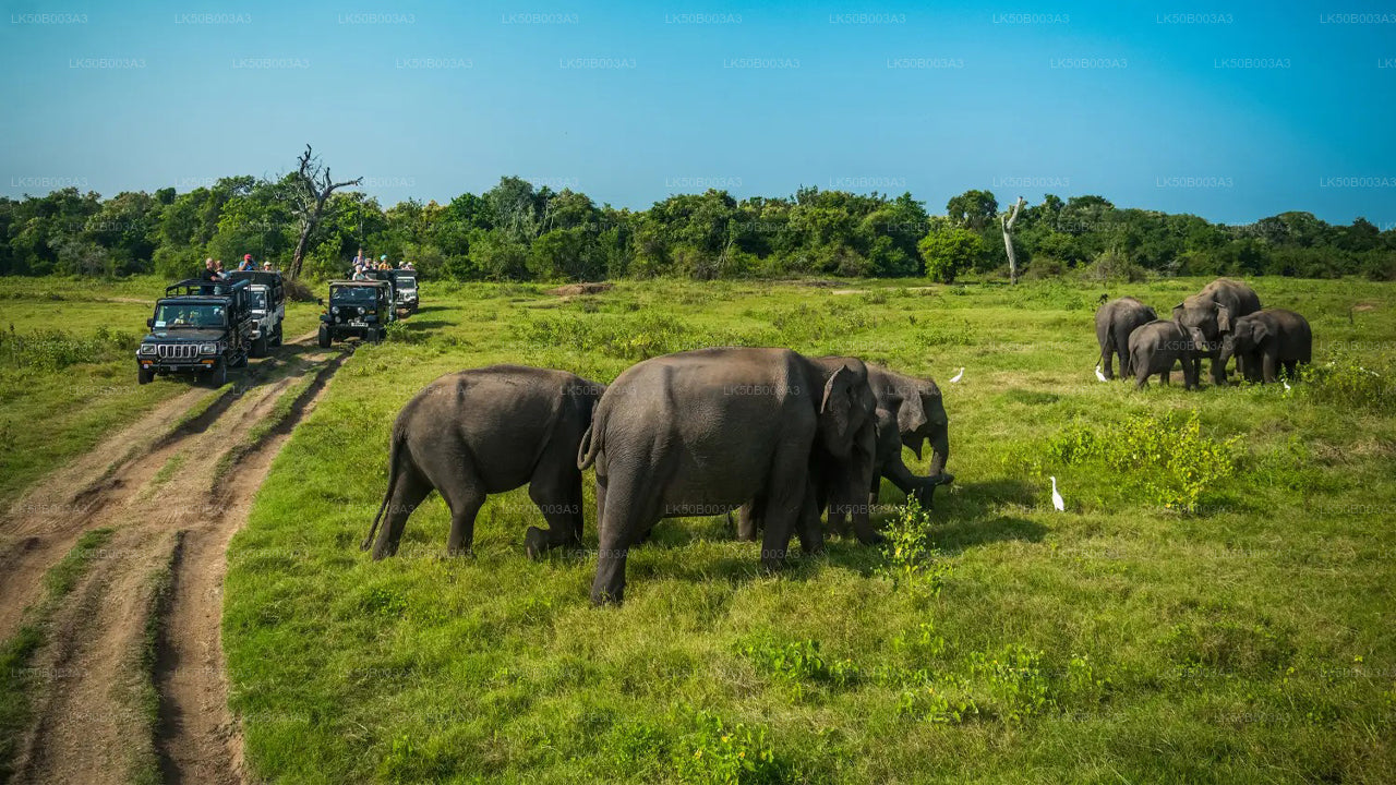 මින්නේරිය ජාතික වනෝද්‍යානය පුද්ගලික සෆාරි
