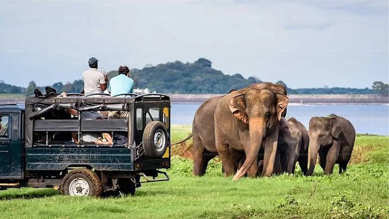 මින්නේරිය ජාතික වනෝද්‍යානය පුද්ගලික සෆාරි