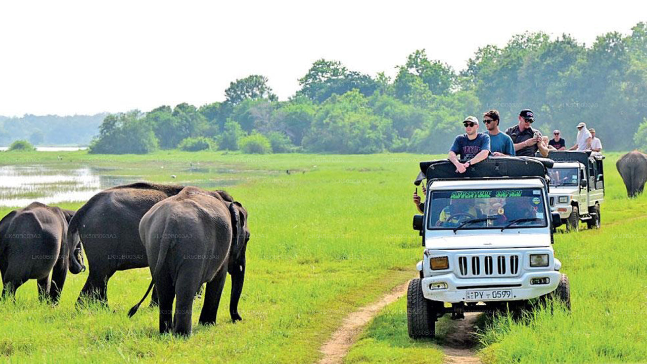 මින්නේරිය ජාතික වනෝද්‍යානය පුද්ගලික සෆාරි