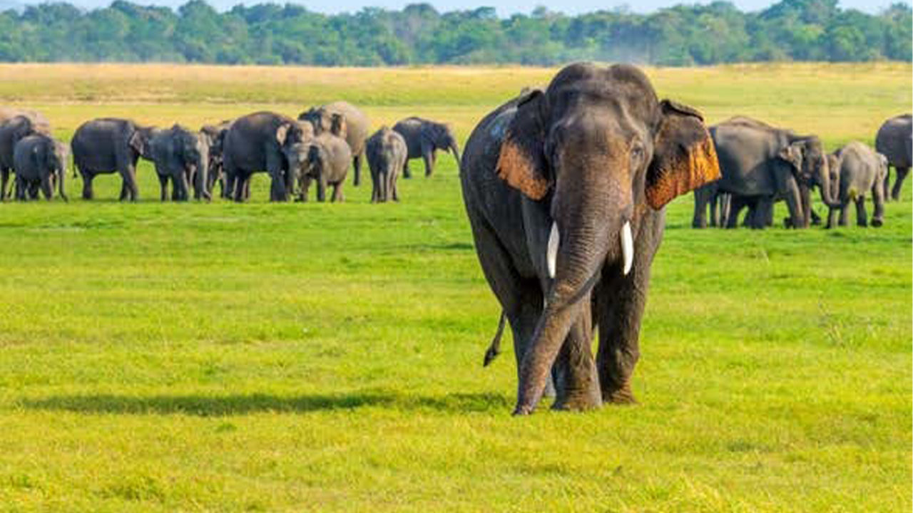 මින්නේරිය ජාතික වනෝද්‍යාන සෆාරි සීගිරියෙන්