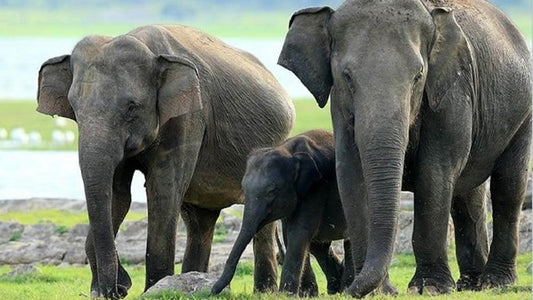 මින්නේරිය ජාතික වනෝද්‍යාන සෆාරි සීගිරියෙන්