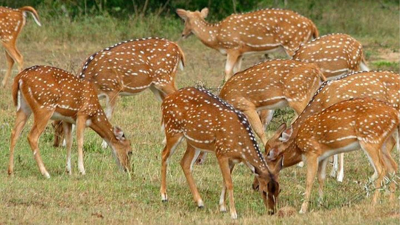 මින්නේරිය ජාතික වනෝද්‍යාන සෆාරි සීගිරියෙන්
