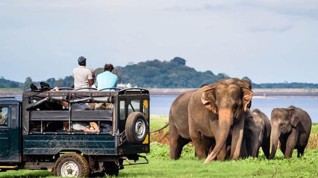 මින්නේරිය ජාතික වනෝද්‍යාන සෆාරි සීගිරියෙන්