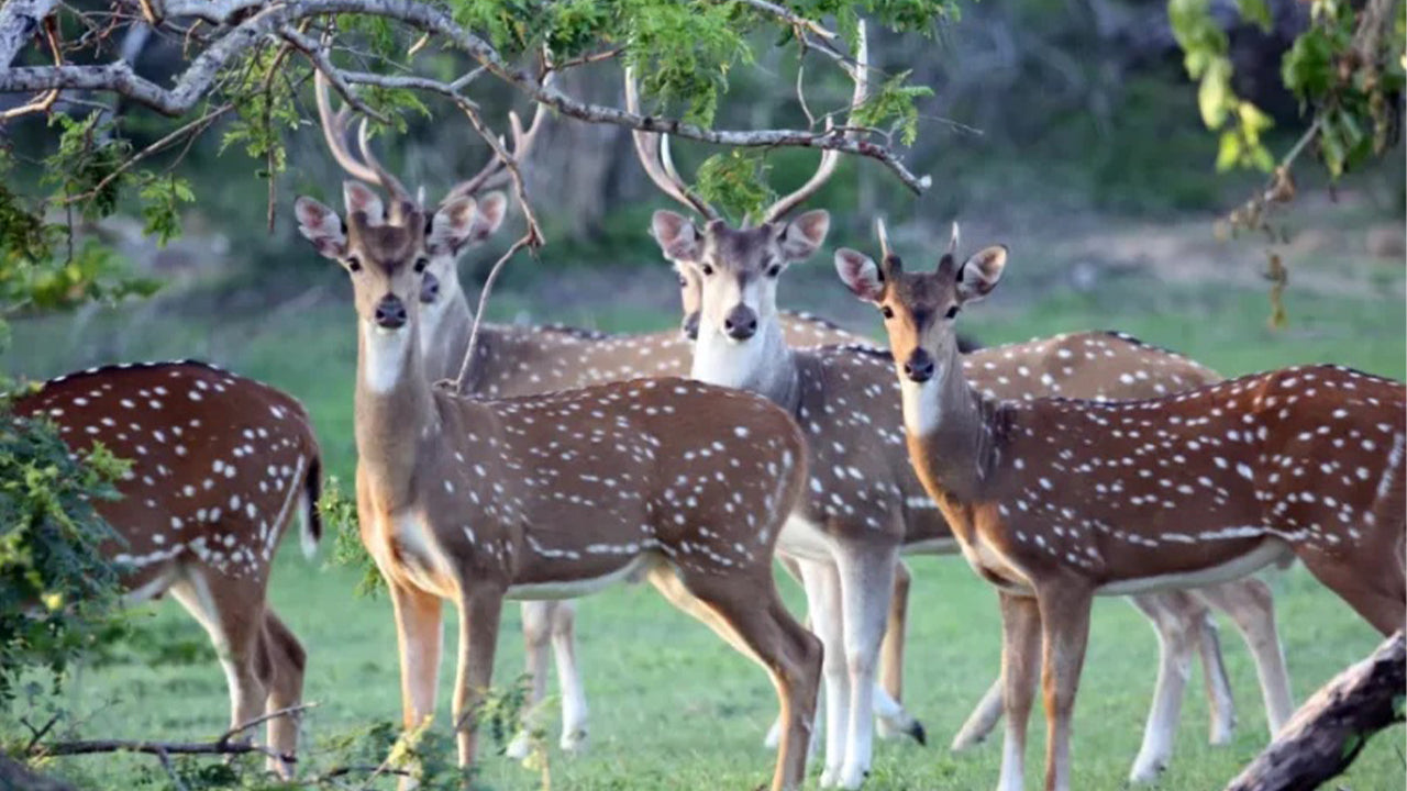 මින්නේරිය ජාතික වනෝද්‍යාන සෆාරි සීගිරියෙන්