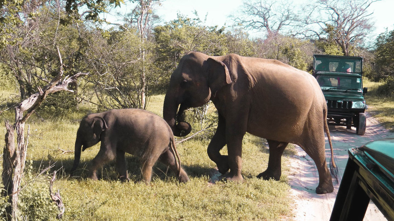 යාල ජාතික වනෝද්‍යානය පුද්ගලික සෆාරිය