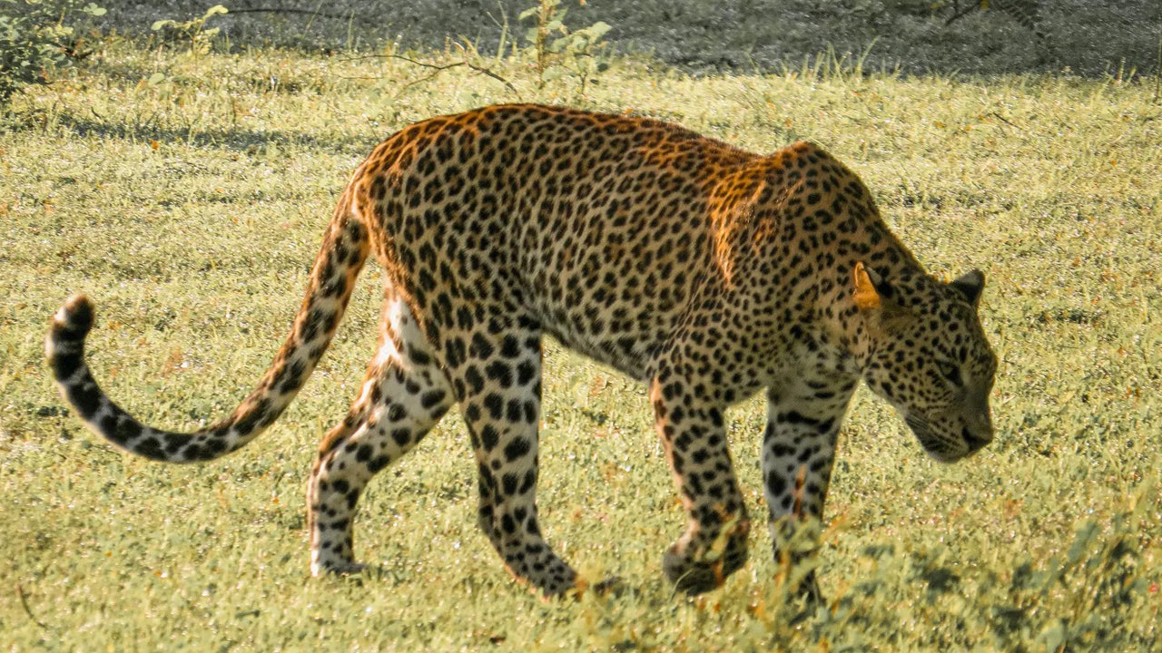 යාල ජාතික වනෝද්‍යානය පුද්ගලික සෆාරිය