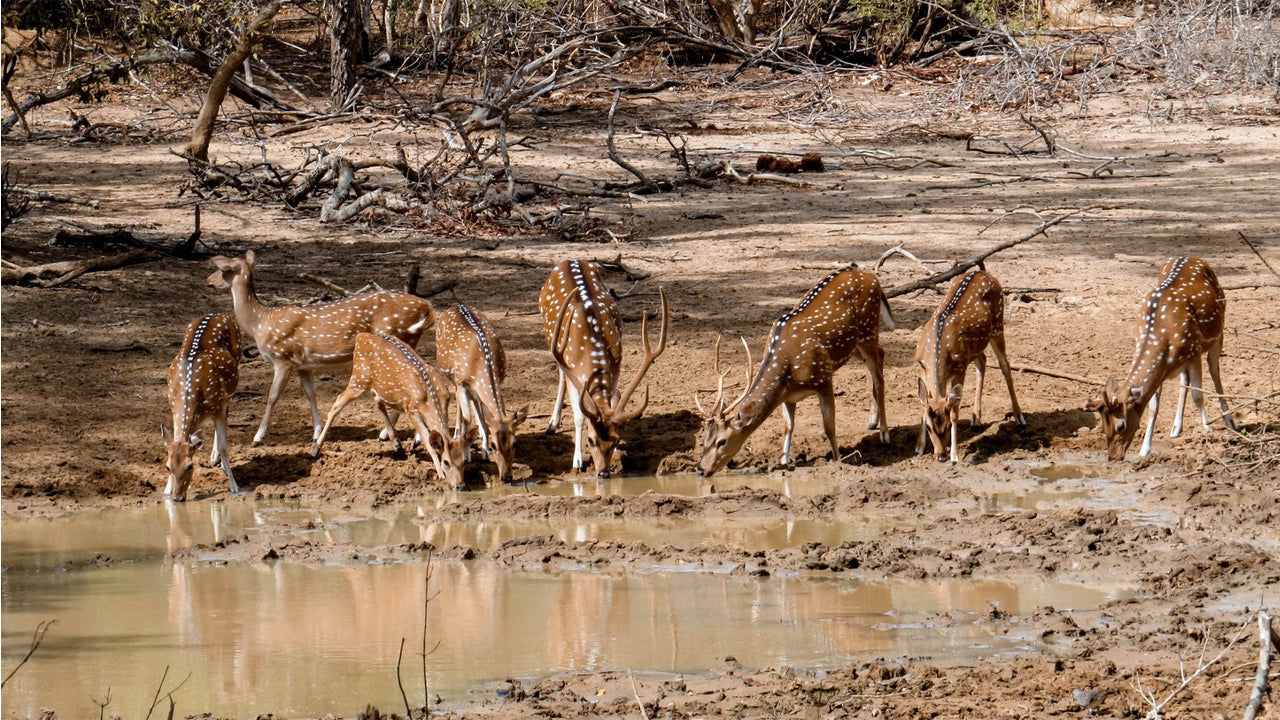 යාල ජාතික වනෝද්‍යානය පුද්ගලික සෆාරිය