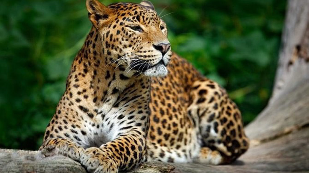 යාල ජාතික වනෝද්‍යානය පුද්ගලික සෆාරිය