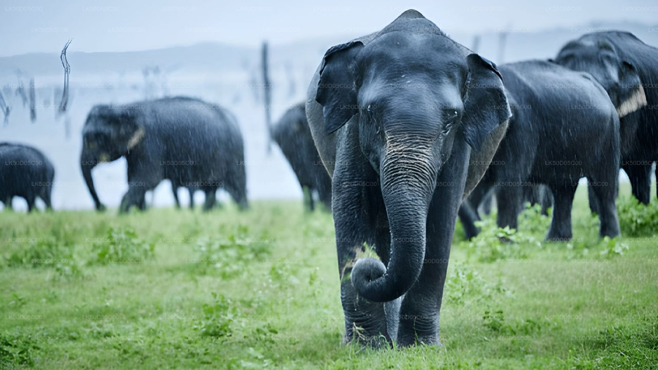 සීගිරියේ සිට කවුඩුල්ල ජාතික වනෝද්‍යානය පුද්ගලික සෆාරි