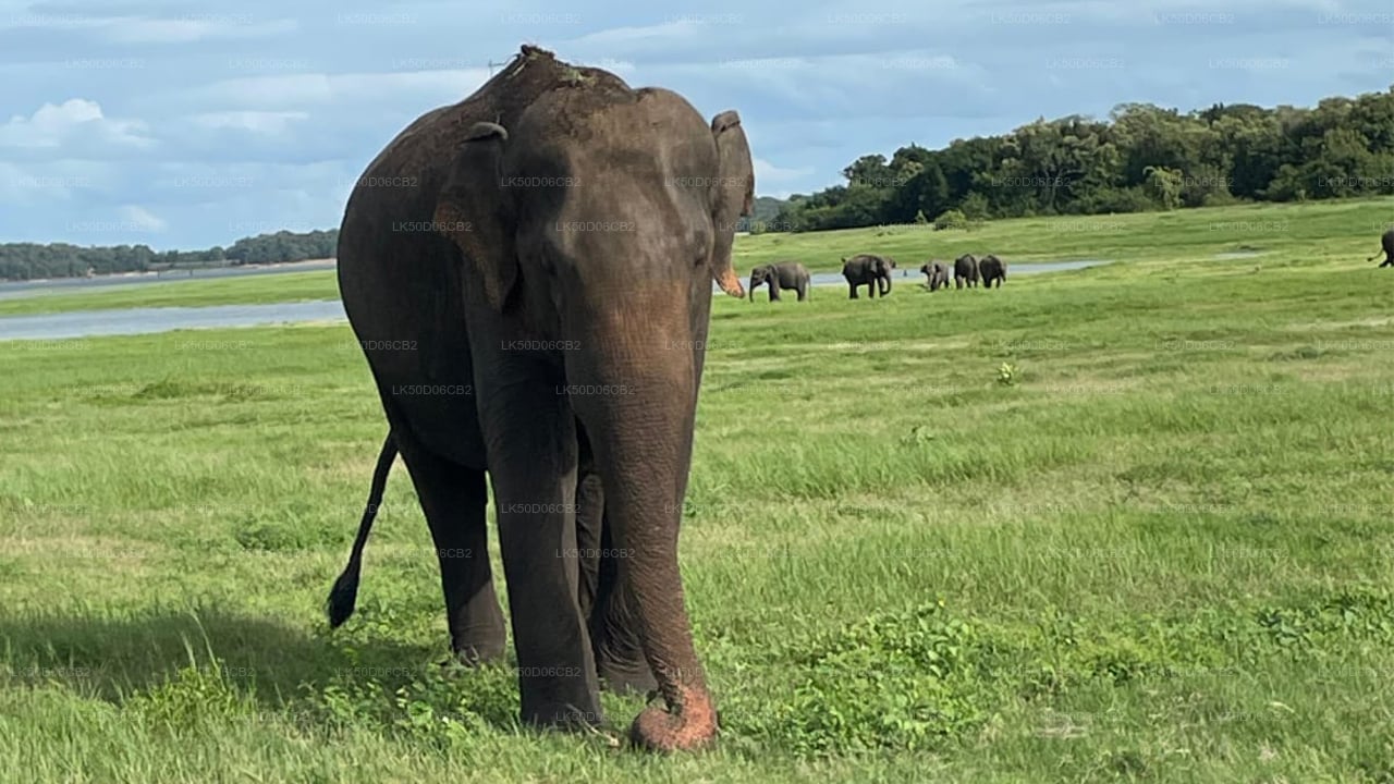 කවුඩුල්ල ජාතික වනෝද්‍යානය පුද්ගලික සෆාරිය