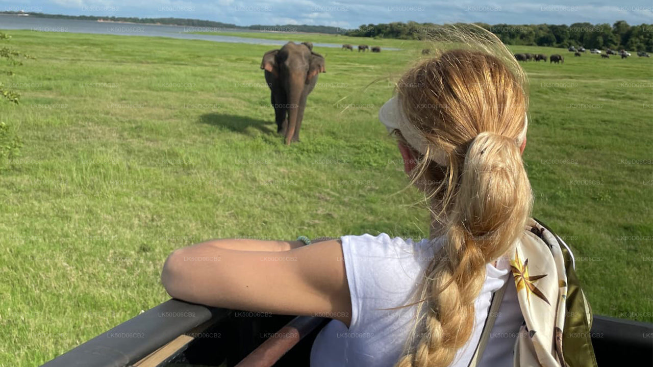 Person observing elephants from a vehicle in a grassy field with a lake in the background