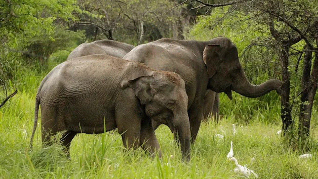 වස්ගමුව ජාතික වනෝද්‍යානය පුද්ගලික සෆාරිය