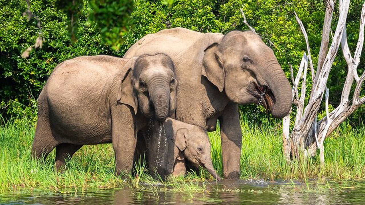 Two adult elephants and a baby elephant near a water body with greenery in the background
