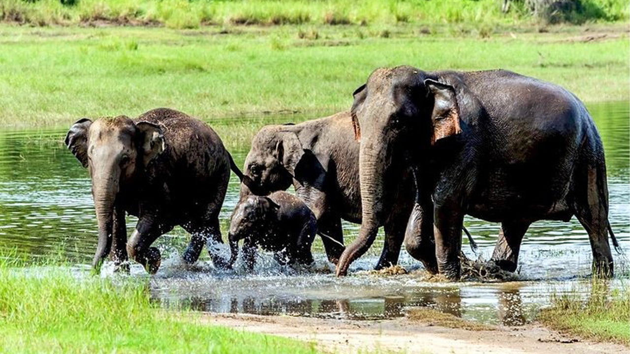 වස්ගමුව ජාතික වනෝද්‍යානය පුද්ගලික සෆාරිය