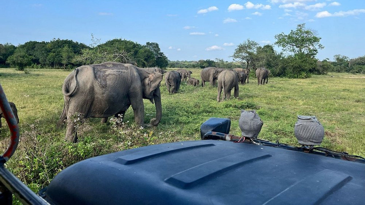වස්ගමුව ජාතික වනෝද්‍යානය පුද්ගලික සෆාරිය