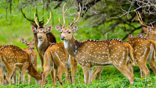 මාදුරු ඔය ජාතික වනෝද්‍යානය - ස්වභාව විද්‍යාඥයින් සමඟ පුද්ගලික සෆාරියක්