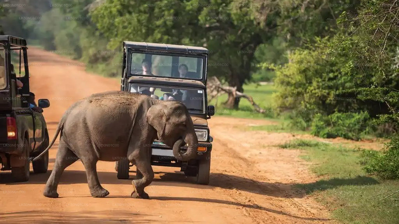 මාදුරු ඔය ජාතික වනෝද්‍යානය - ස්වභාව විද්‍යාඥයින් සමඟ පුද්ගලික සෆාරියක්