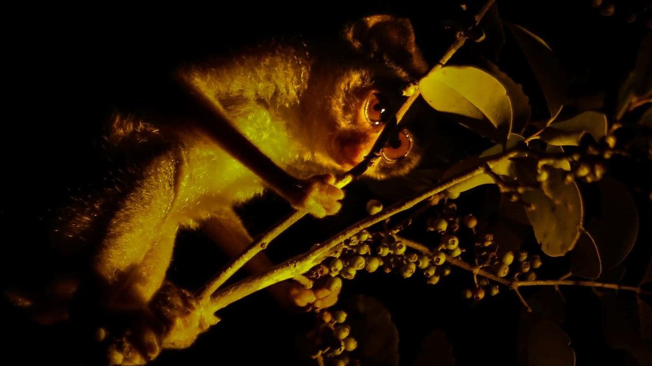 Guided Night Walk with Loris Watching from Wilpattu
