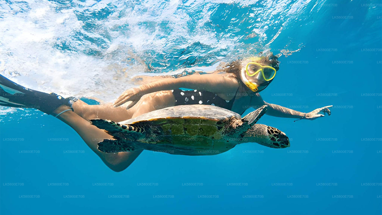 උණවටුන සිට මුහුදු කැස්බෑවන් සමඟ ස්නෝකර්ලිං