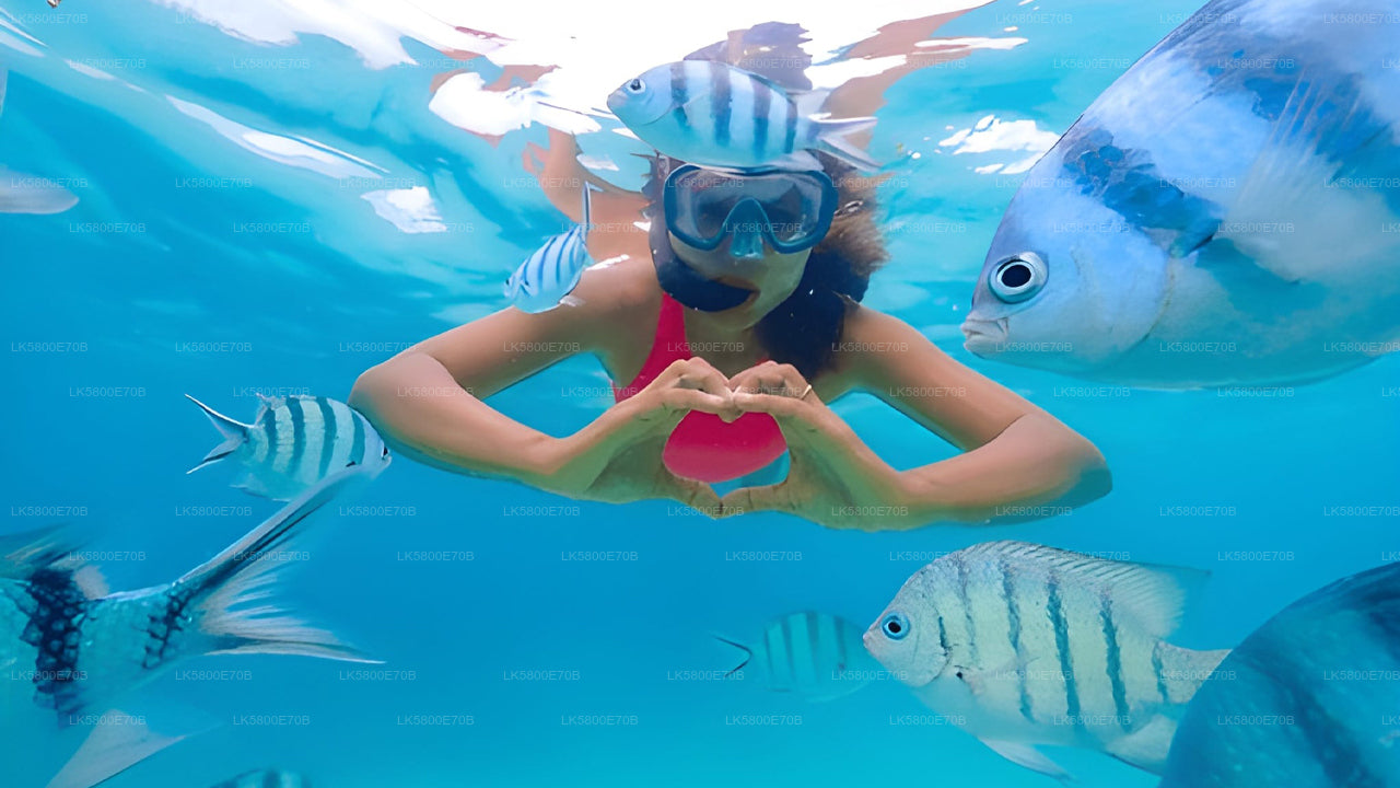 පරෙවි දූපතේ සිට මුහුදු කැස්බෑවන් සමඟ ස්නෝකර්ලිං