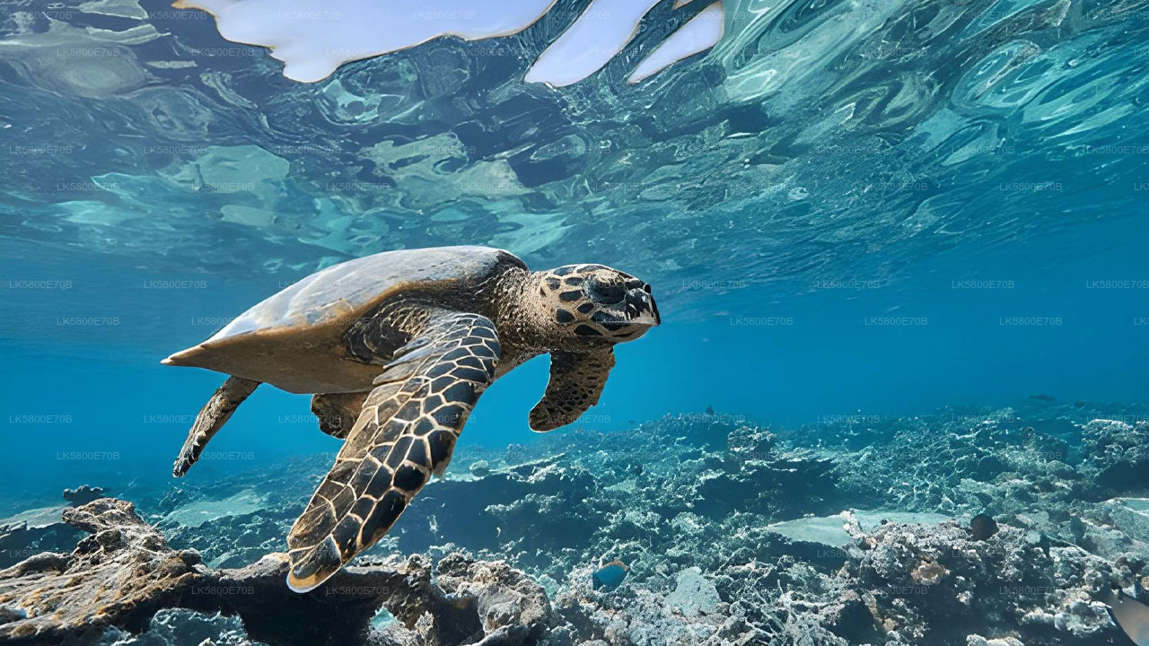 උණවටුන සිට මුහුදු කැස්බෑවන් සමඟ ස්නෝකර්ලිං