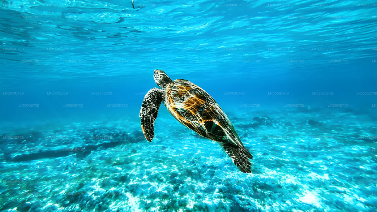 උණවටුන සිට මුහුදු කැස්බෑවන් සමඟ ස්නෝකර්ලිං