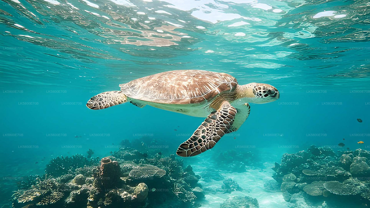 උණවටුන සිට මුහුදු කැස්බෑවන් සමඟ ස්නෝකර්ලිං