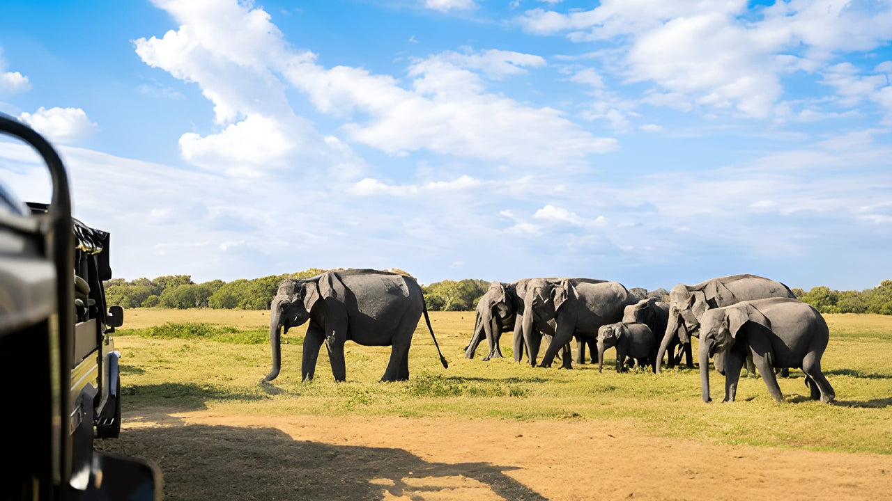 Sigiriya Wonders: Ancient Fortress, Ayurveda & Wild Encounters from Habarana