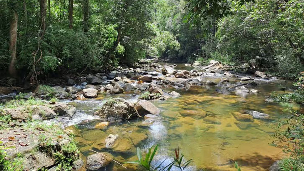 අහංගම සිට සිංහරාජ වැසි වනාන්තර දින චාරිකාව