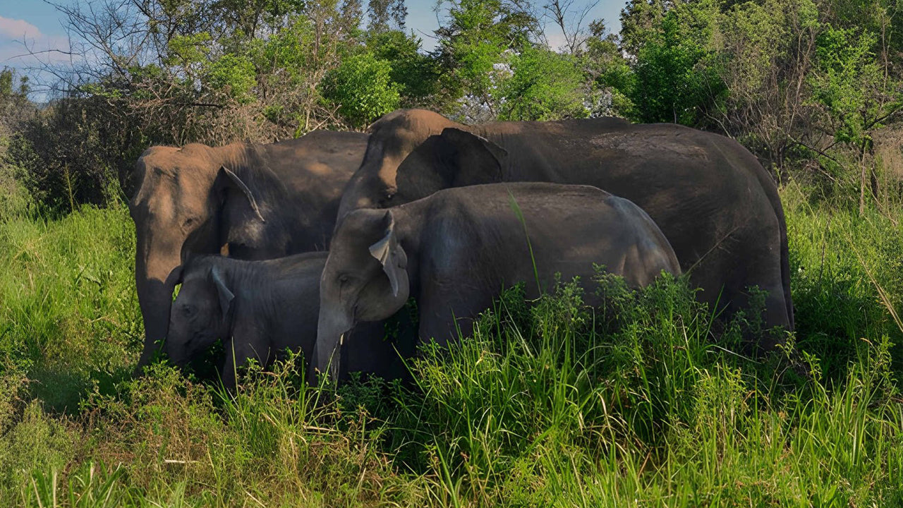 පාසිකුඩාවේ සිට සීගිරි පර්වතය, ගම්බද අත්දැකීම් සහ වනජීවී සෆාරි