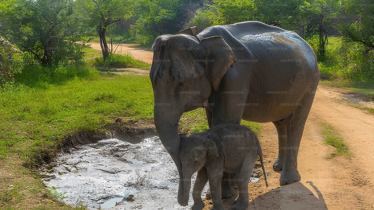පාසිකුඩාවේ සිට සීගිරි පර්වතය, ගම්බද අත්දැකීම් සහ වනජීවී සෆාරි