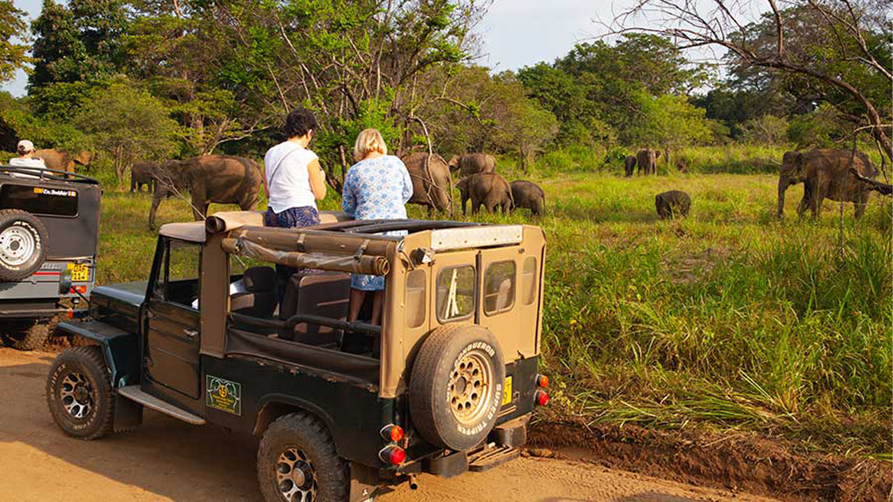 Polonnaruwa Heritage and Hurulu Eco Park Safari from Trincomalee