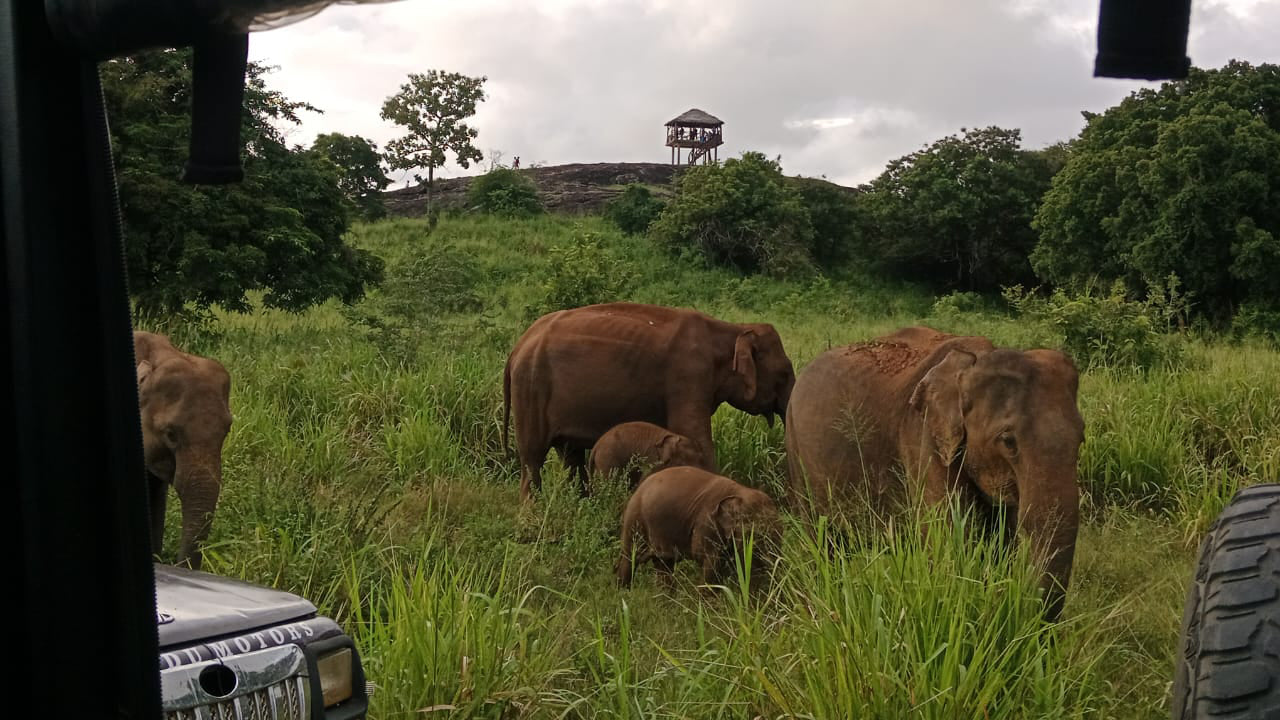 පොළොන්නරුව උරුමය සහ හුරුළු පරිසර උද්‍යාන සෆාරි පාසිකුඩාවෙන්