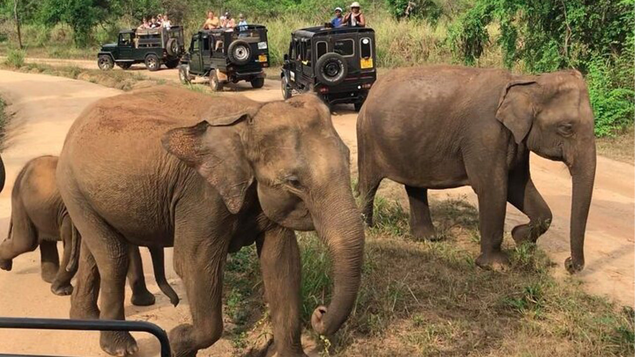 පොළොන්නරුව උරුමය සහ හුරුළු පරිසර උද්‍යාන සෆාරි පාසිකුඩාවෙන්