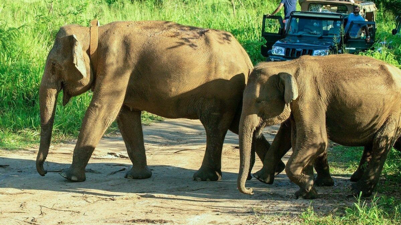 පොළොන්නරුව උරුමය සහ හුරුළු පරිසර උද්‍යාන සෆාරි පාසිකුඩාවෙන්