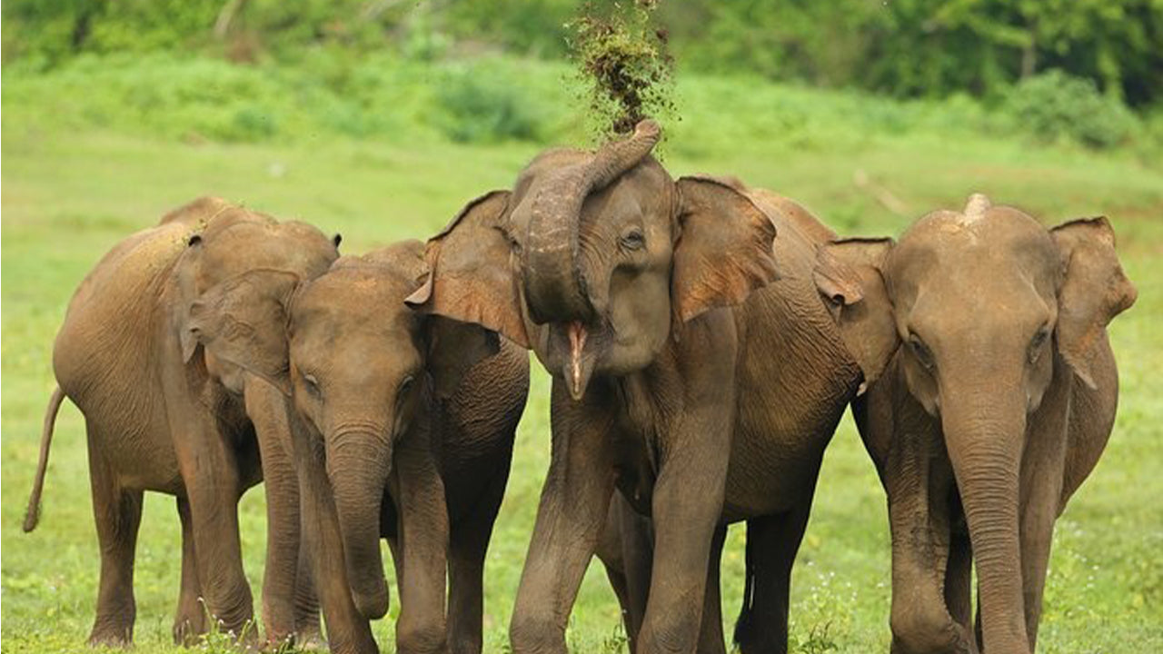 උඩවලව ජාතික වනෝද්‍යාන සෆාරි අහංගම සිට