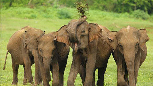 උඩවලව ජාතික වනෝද්‍යාන සෆාරි අහංගම සිට