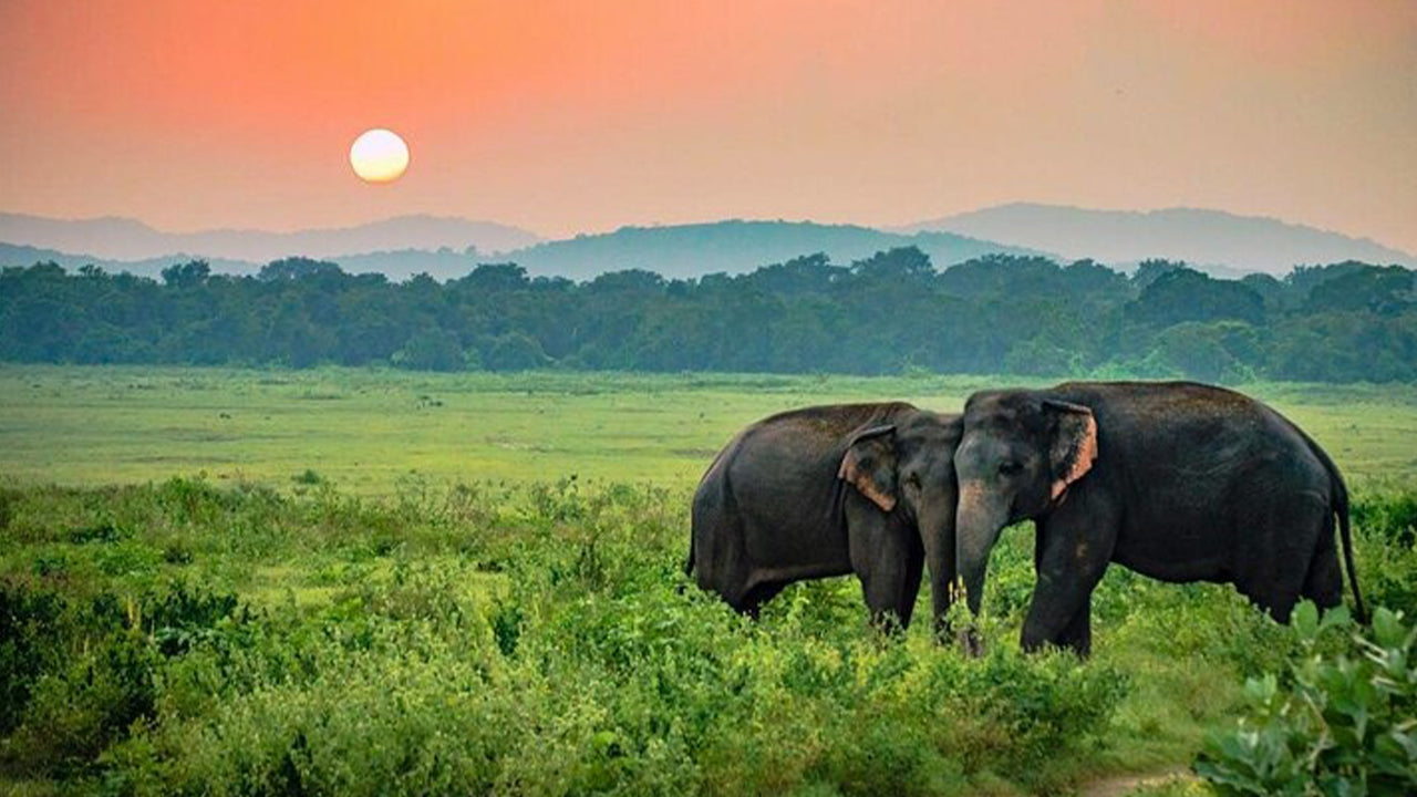 උඩවලව ජාතික වනෝද්‍යාන සෆාරි අහංගම සිට