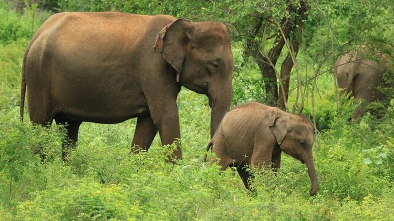 උඩවලව ජාතික වනෝද්‍යාන සෆාරි අහංගම සිට