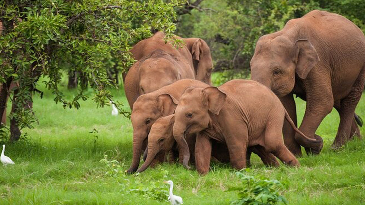 උඩවලව ජාතික වනෝද්‍යාන සෆාරි අහංගම සිට