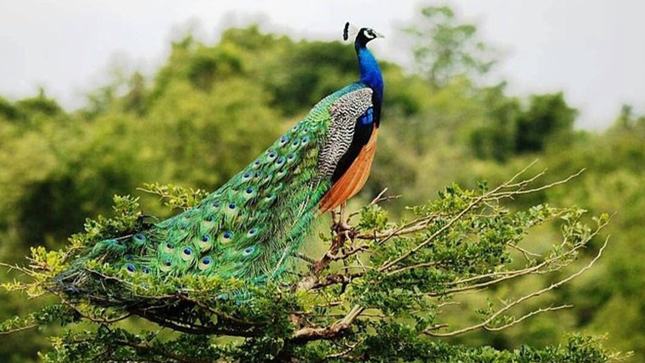 උඩවලව ජාතික වනෝද්‍යාන සෆාරි අහංගම සිට